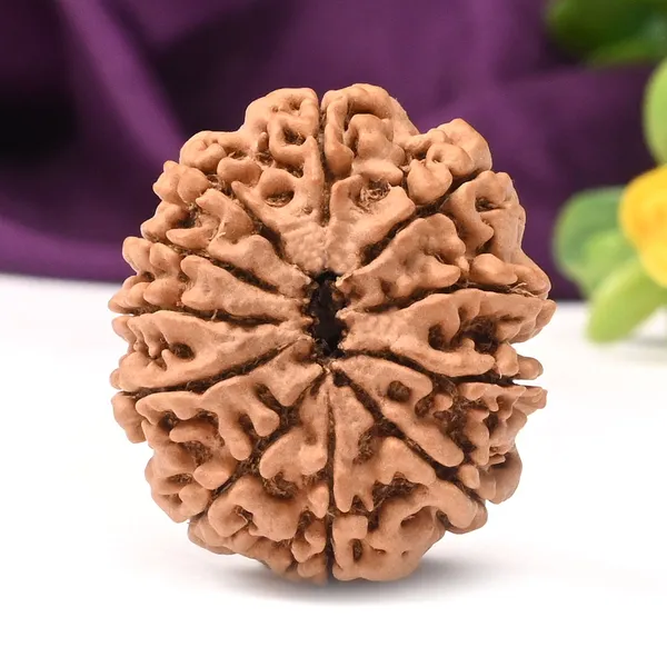 11_Mukhi_From_Nepal_Large_Cvii