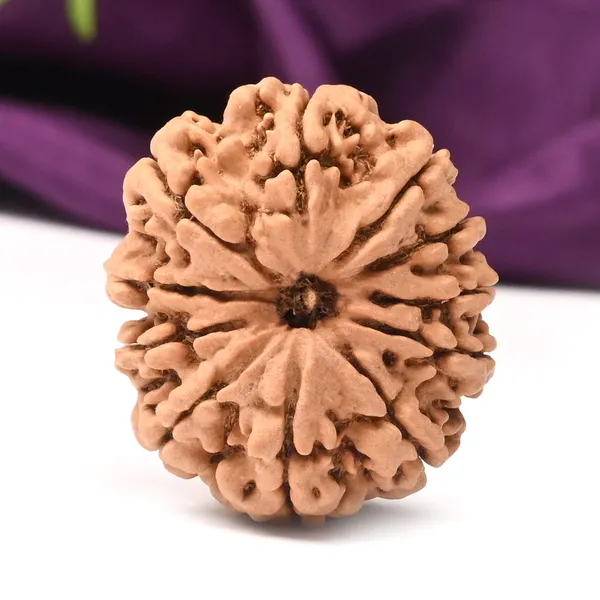 11_Mukhi_From_Nepal_Large_Cvii