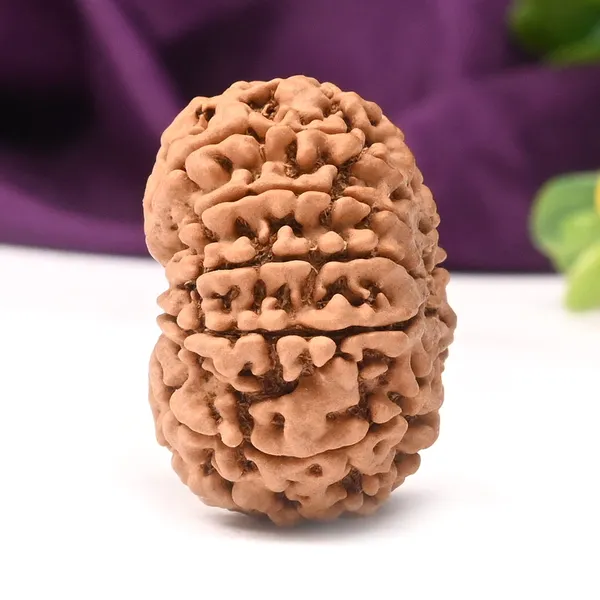 11_Mukhi_From_Nepal_Large_Cvii