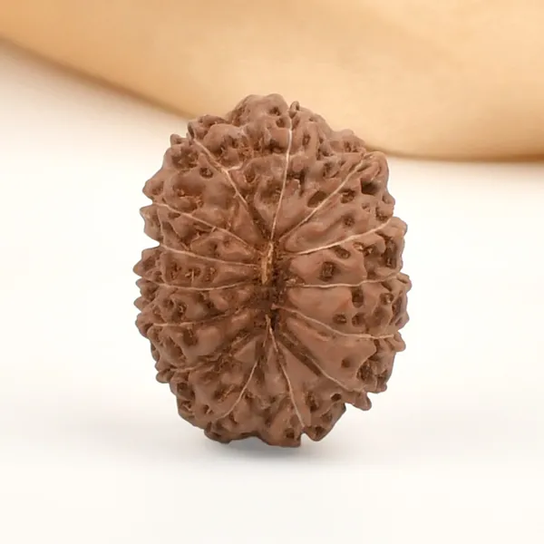 14_Mukhi_From_Java_Indonesia_Large_Clxvii