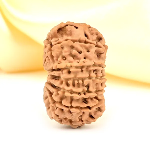 12_Mukhi_Rudraksha_Bead_Nepal_Origin