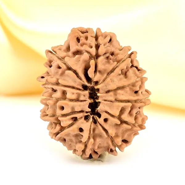 12_Mukhi_Rudraksha_Bead_Nepal_Origin