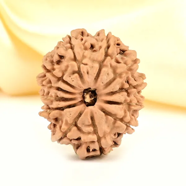 12_Mukhi_Rudraksha_Bead_Nepal_Origin