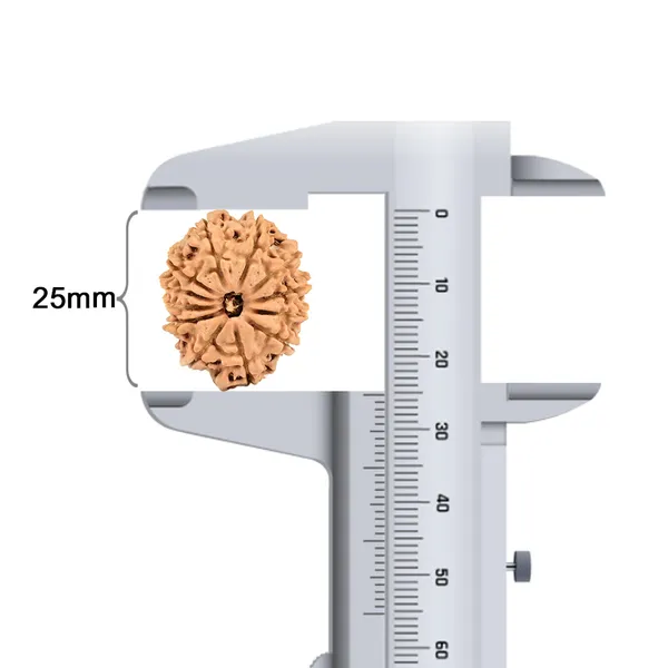 12_Mukhi_Rudraksha_Bead_Nepal_Origin