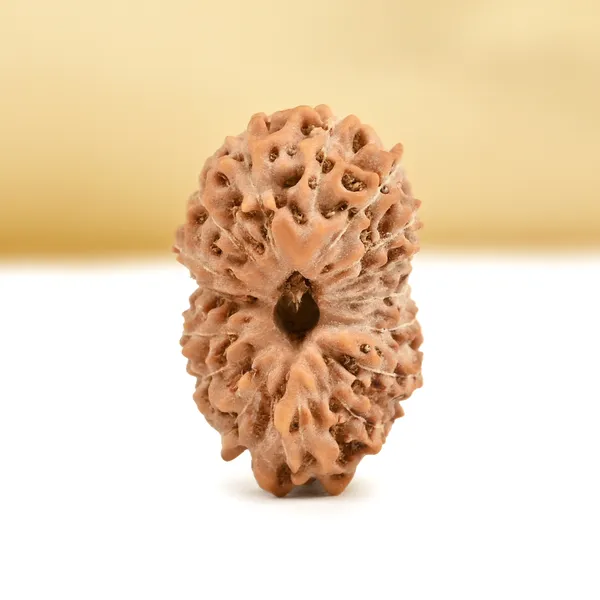 16_Mukhi_From_Java_Indonesia_Small_Cxcii