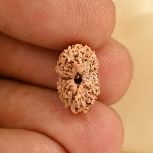 16_Mukhi_From_Java_Indonesia_Small_Cxcii