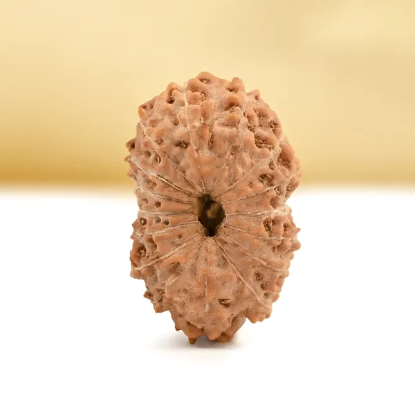 16_Mukhi_From_Java_Indonesia_Small_Cxcii