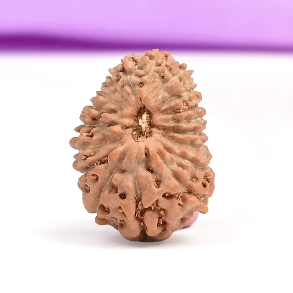 Techpandit_18_Mukhi_Rudraksha_Bead_Java_Indonesia_Small