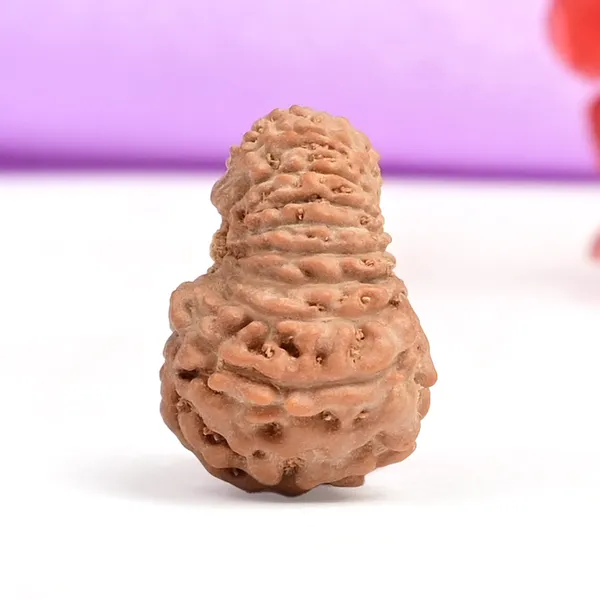 Techpandit_18_Mukhi_Rudraksha_Bead_Java_Indonesia_Small