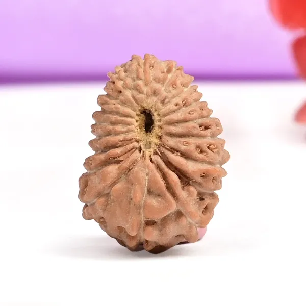 Techpandit_18_Mukhi_Rudraksha_Bead_Java_Indonesia_Small