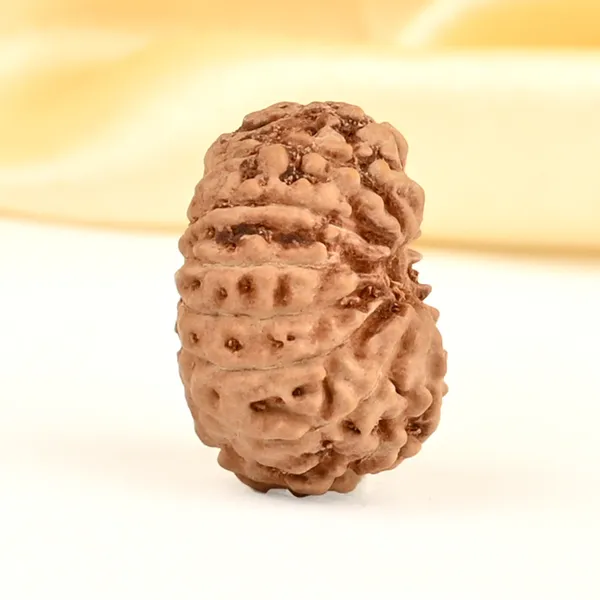 14_Mukhi_From_Java_Indonesia_Small_Cdxxiii