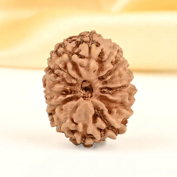 14_Mukhi_From_Java_Indonesia_Small_Cdxxiii