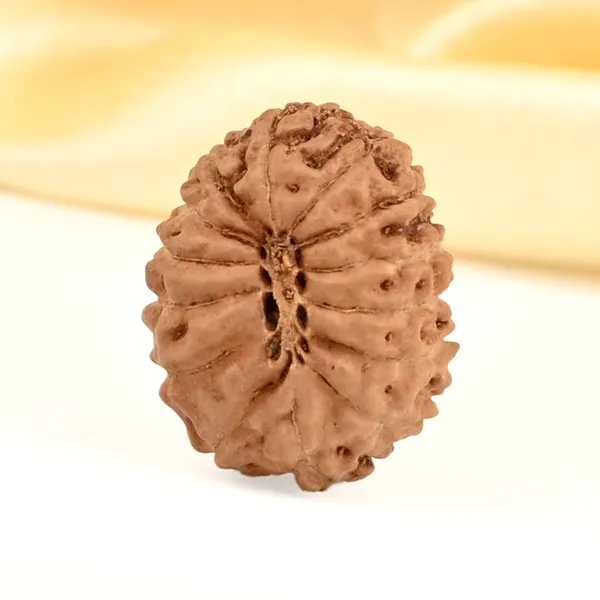 14_Mukhi_From_Java_Indonesia_Small_Cdxxiii