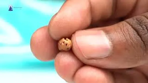 1_Mukhi_Rudraksha_Bead_From_Java_Indonesia