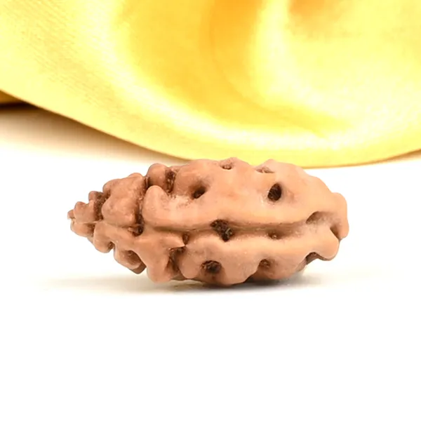 1_Mukhi_Rudraksha_Bead_From_Java_Indonesia