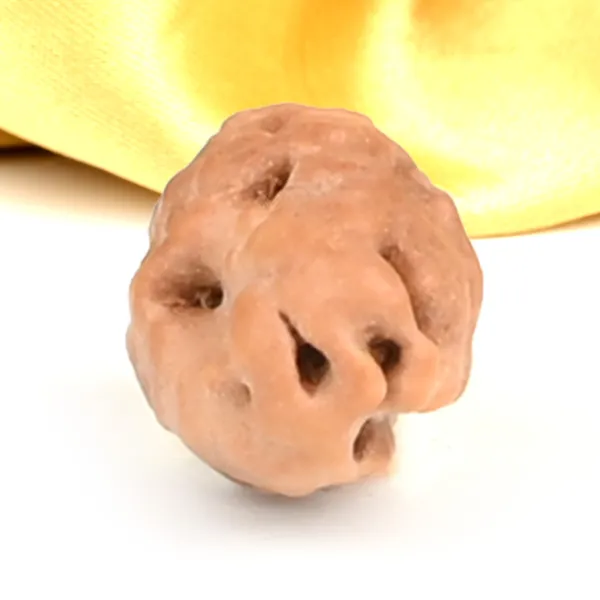 1_Mukhi_Rudraksha_Bead_From_Java_Indonesia