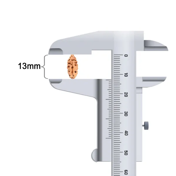1_Mukhi_Rudraksha_Bead_From_Java_Indonesia