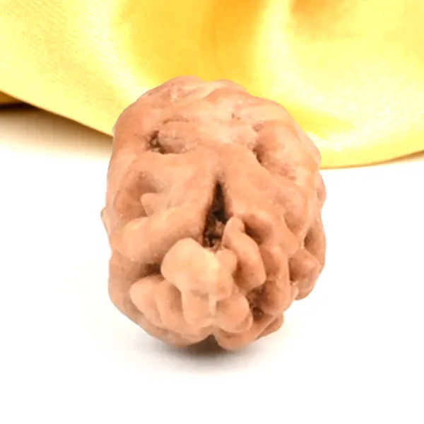 1_Mukhi_Rudraksha_Bead_From_Java_Indonesia