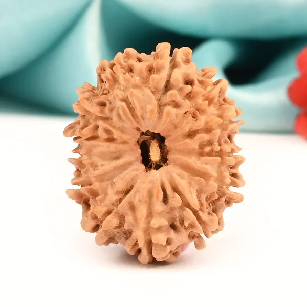 Techpandit_13_Mukhi_Nepal_Brown_Rudraksha_Bead