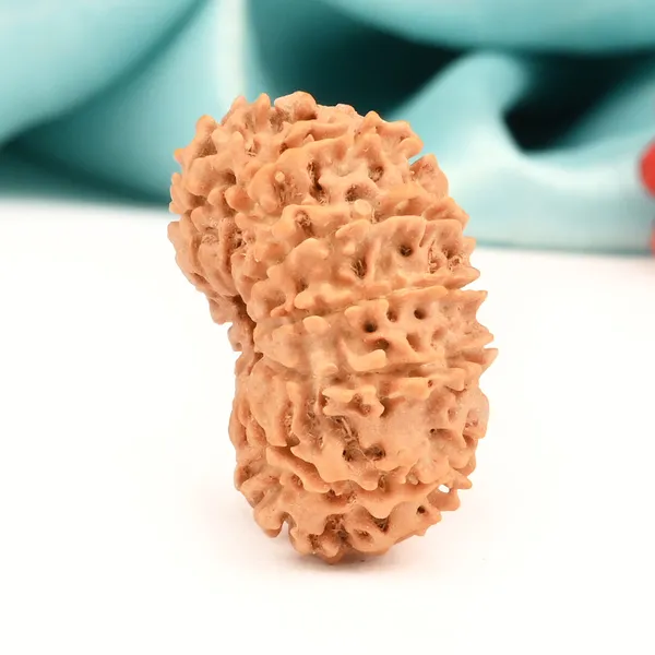 Techpandit_13_Mukhi_Nepal_Brown_Rudraksha_Bead