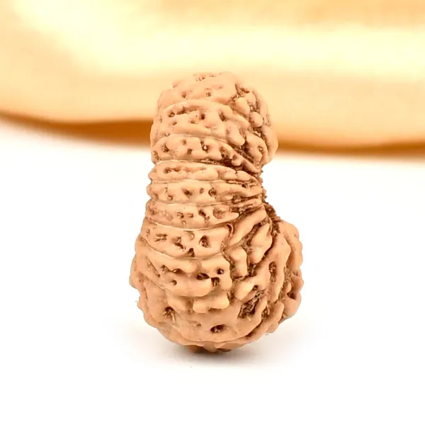 Techpandit_19_Mukhi_Rudraksha_Bead_Indonesia_Large