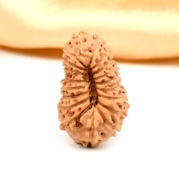 Techpandit_19_Mukhi_Rudraksha_Bead_Indonesia_Large