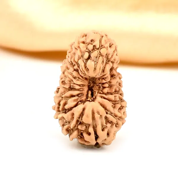 Techpandit_19_Mukhi_Rudraksha_Bead_Indonesia_Large