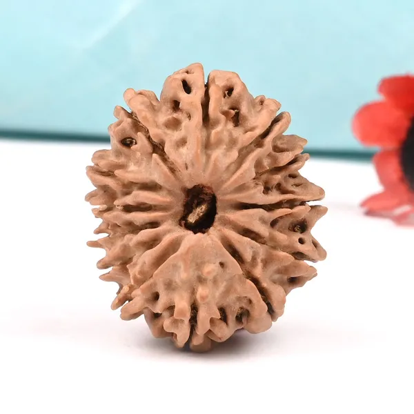 Techpandit_13_Mukhi_Nepal_Brown_Rudraksha_Bead