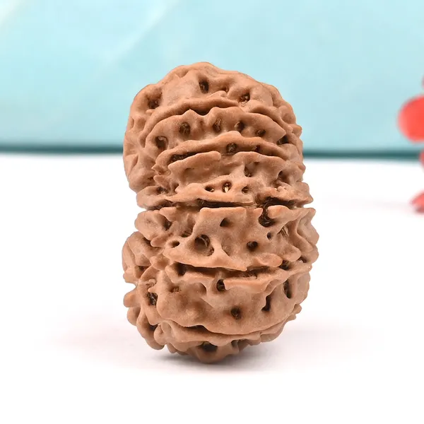 Techpandit_13_Mukhi_Nepal_Brown_Rudraksha_Bead