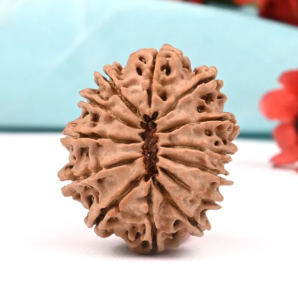 Techpandit_13_Mukhi_Nepal_Brown_Rudraksha_Bead