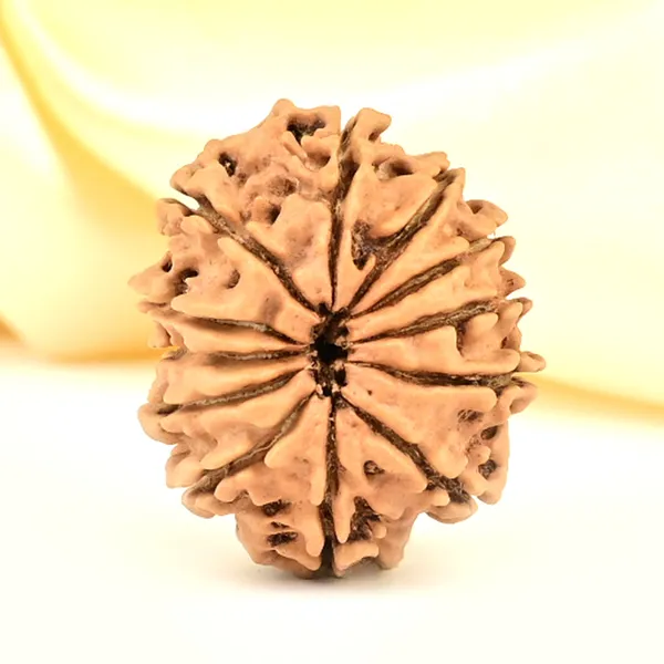12_Mukhi_From_Nepal_Small_Cdlxxx