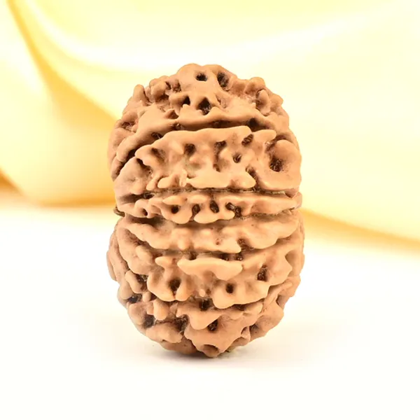 12_Mukhi_From_Nepal_Small_Cdlxxx
