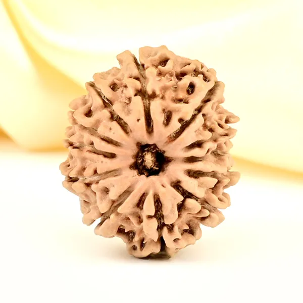 12_Mukhi_From_Nepal_Small_Cdlxxx