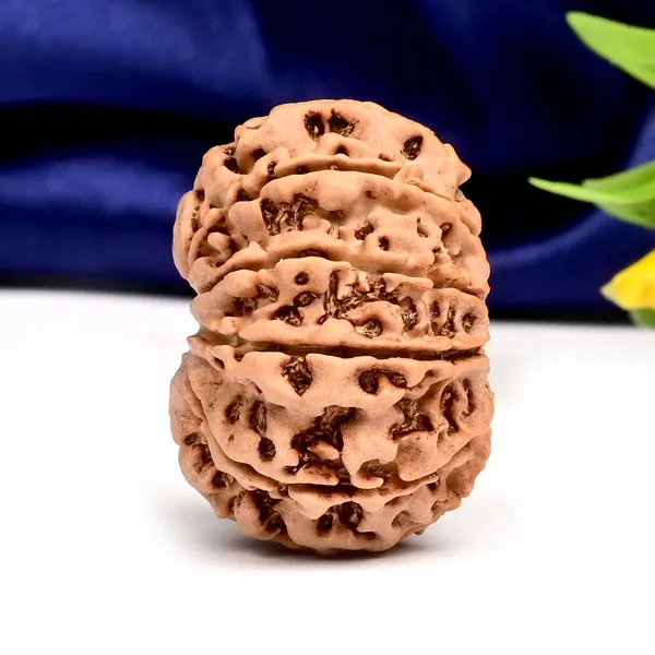 11_Mukhi_From_Nepal_Large_Xc