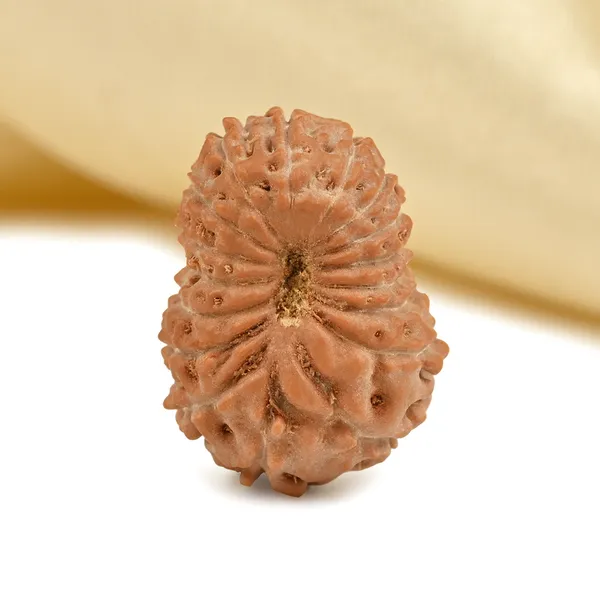 17_Mukhi_From_Java_Indonesia_Large_Ccvi