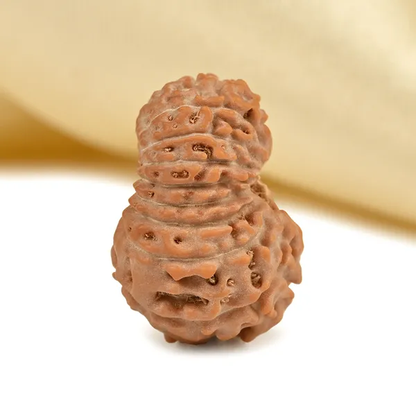 17_Mukhi_From_Java_Indonesia_Large_Ccvi