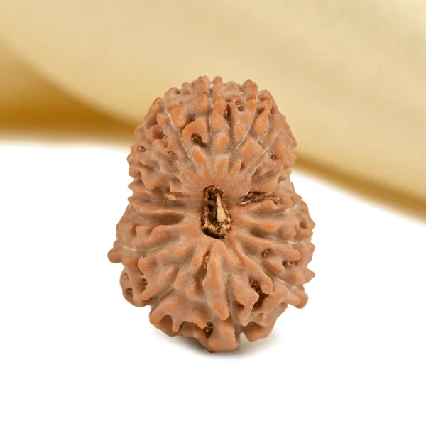 17_Mukhi_From_Java_Indonesia_Large_Ccvi