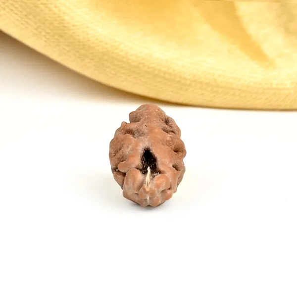 1_Mukhi_From_Java_Indonesia_Large_Lxxx