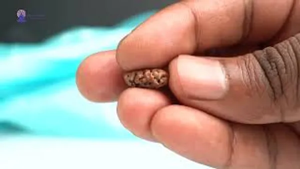 1_Mukhi_From_Java_Indonesia_Large_Lxxx