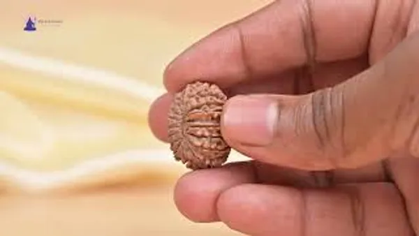 16_Mukhi_From_Nepal_Small_Xlv