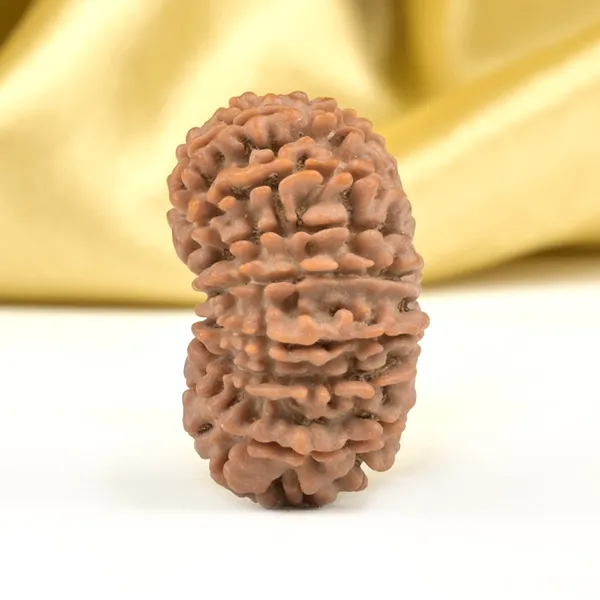 16_Mukhi_From_Nepal_Small_Xlv