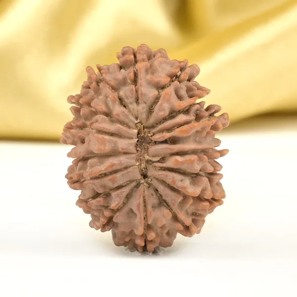 16_Mukhi_From_Nepal_Small_Xlv