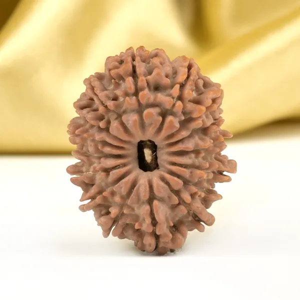 16_Mukhi_From_Nepal_Small_Xlv