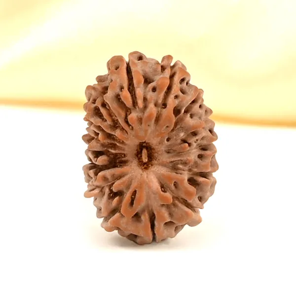 Techpandit_15_Mukhi_Rudraksha_Bead_Indonesia