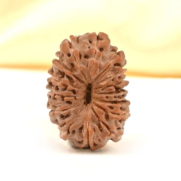 Techpandit_15_Mukhi_Rudraksha_Bead_Indonesia