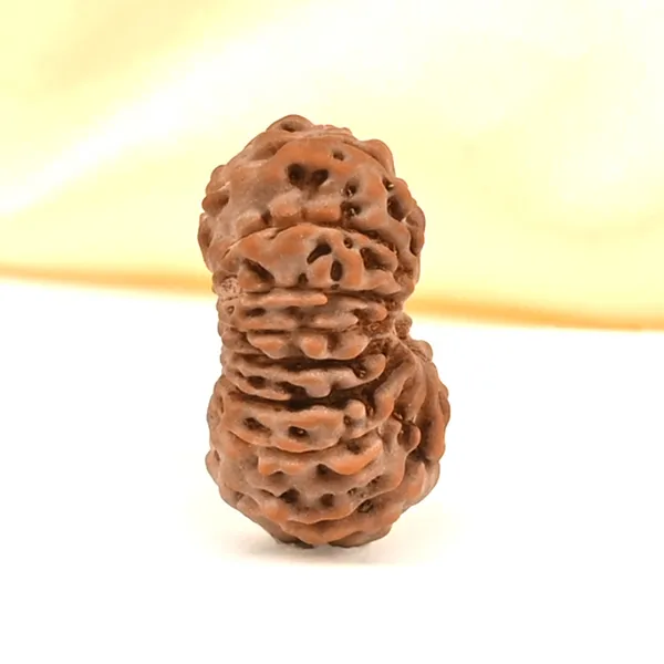 Techpandit_15_Mukhi_Rudraksha_Bead_Indonesia