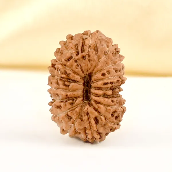 16_Mukhi_From_Java_Indonesia_Small_Clxv