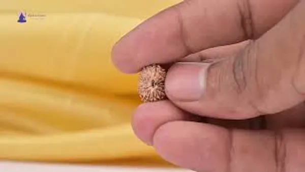 16_Mukhi_From_Java_Indonesia_Small_Clxv