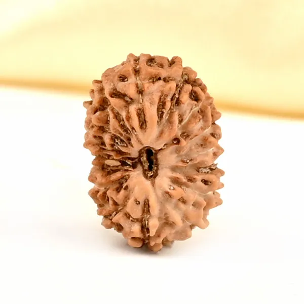 16_Mukhi_From_Java_Indonesia_Small_Clxv