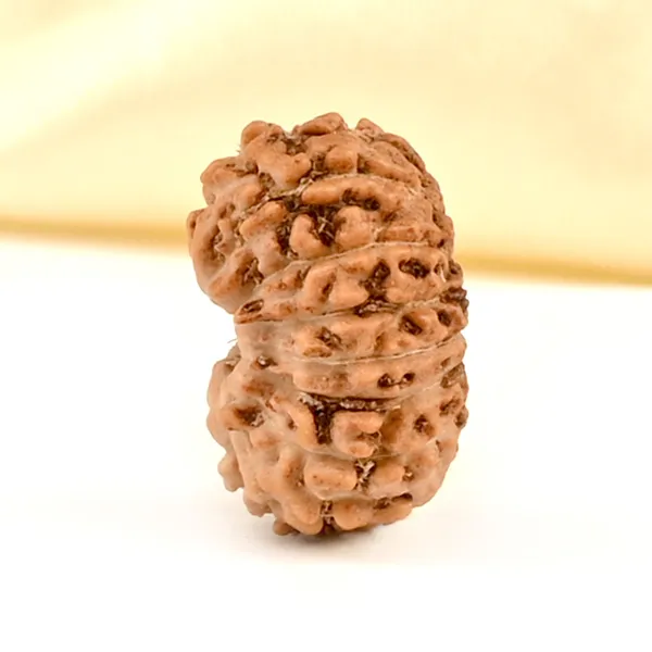 16_Mukhi_From_Java_Indonesia_Small_Clxv